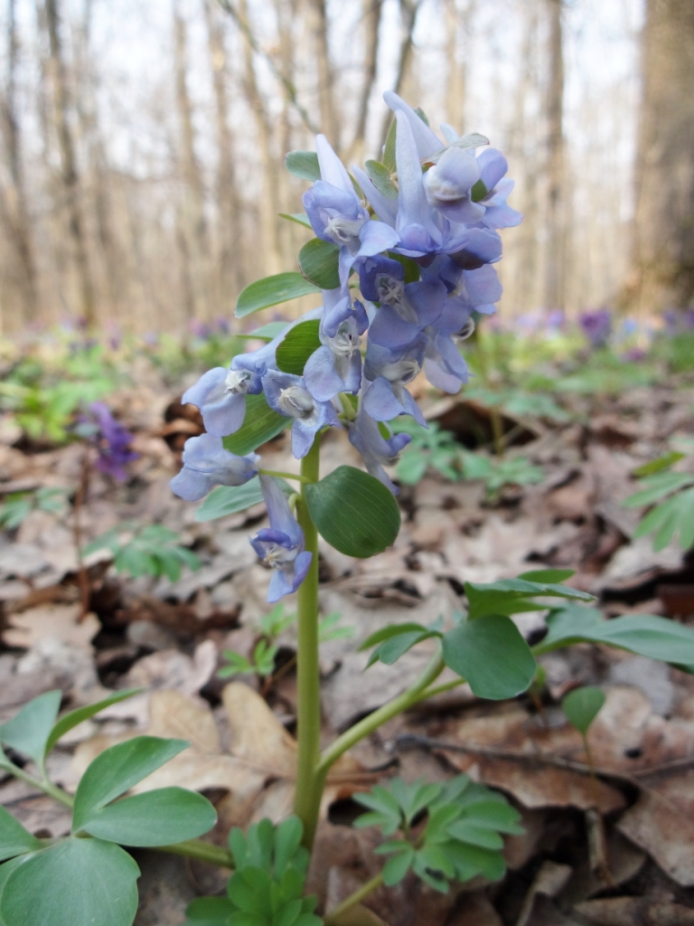 Image of Corydalis solida specimen.