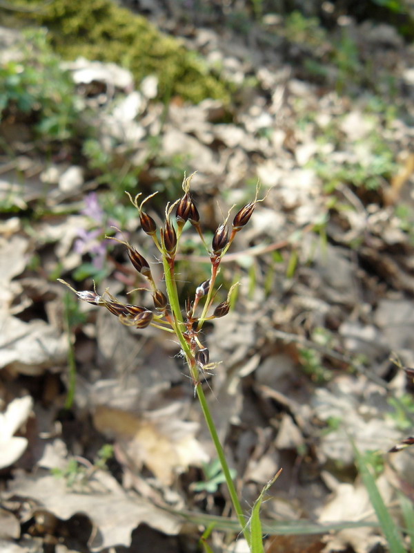 Image of Luzula forsteri specimen.