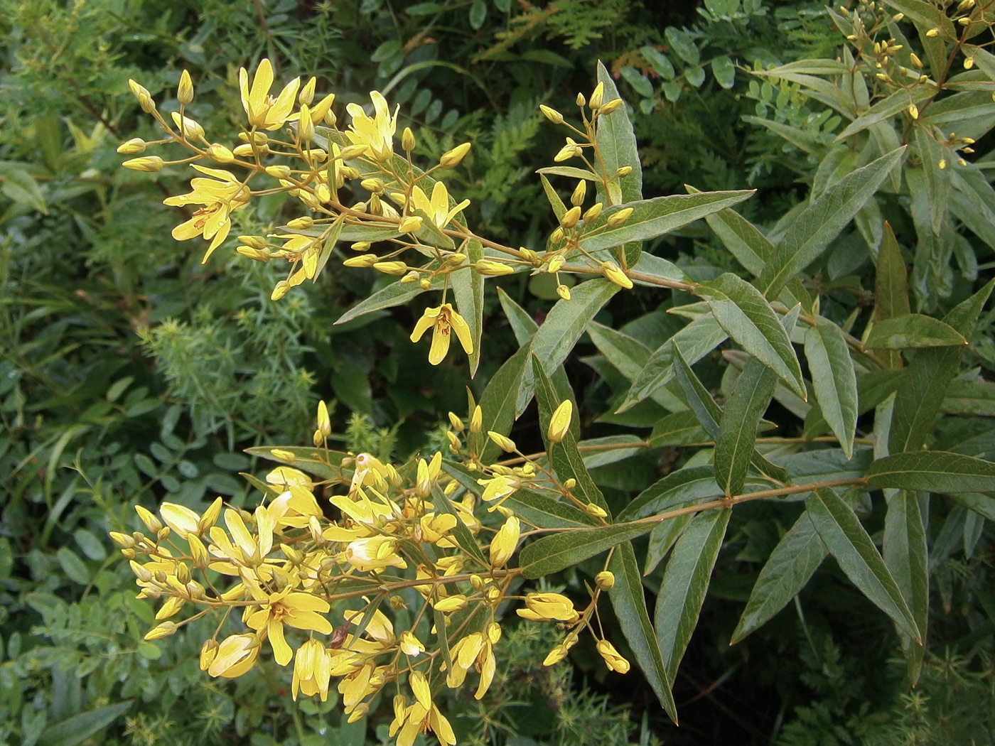 Image of Lysimachia davurica specimen.