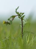 Lepidium perfoliatum