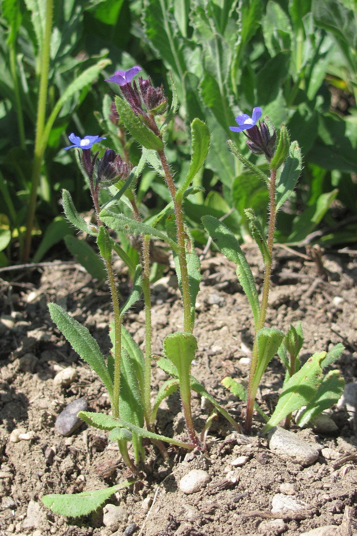 Изображение особи Anchusa pusilla.