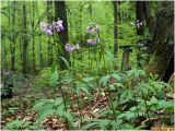 Cardamine bulbifera