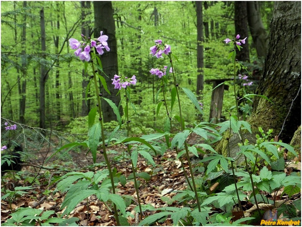 Image of Cardamine bulbifera specimen.
