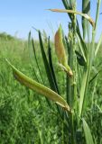 Lathyrus lacteus