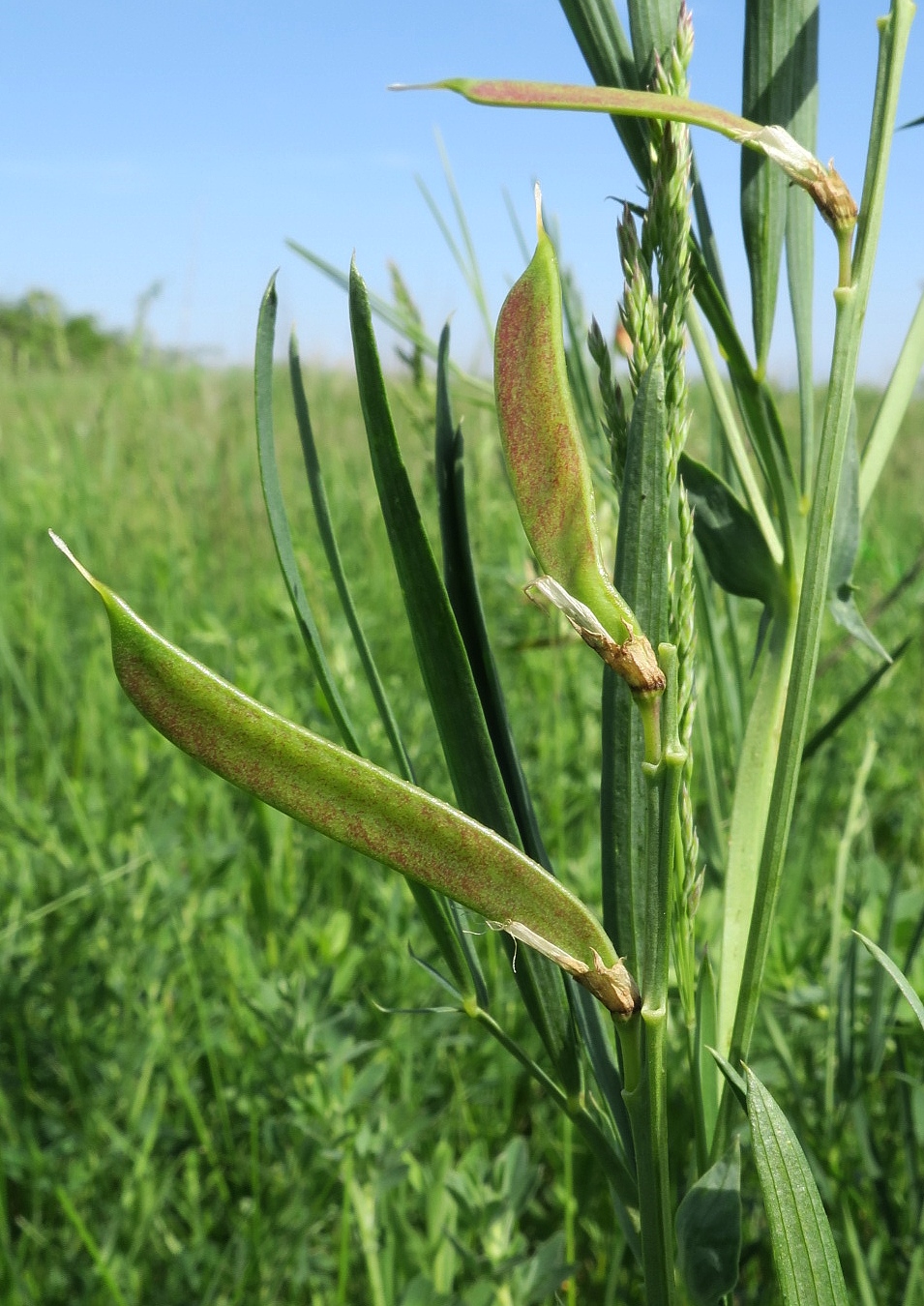 Изображение особи Lathyrus lacteus.