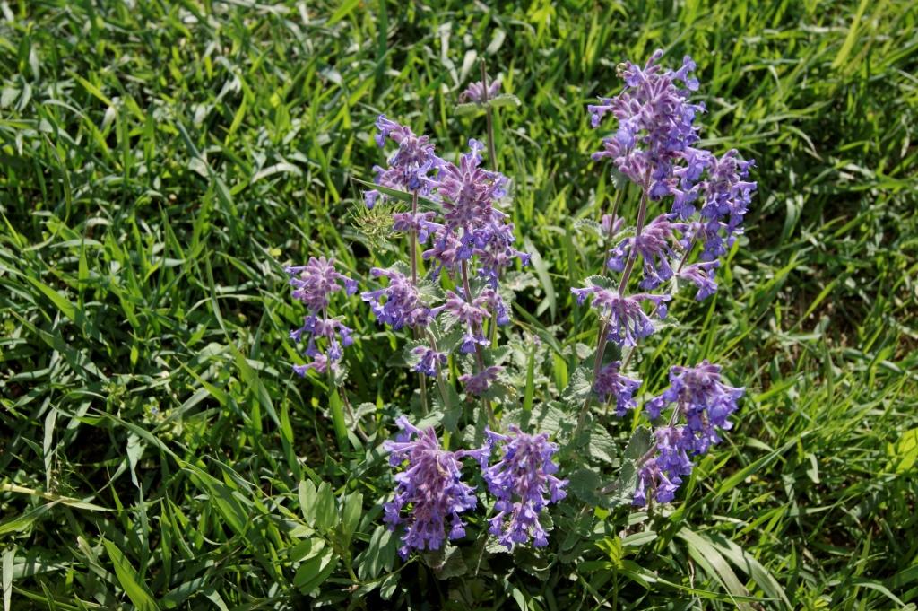 Image of Nepeta meyeri specimen.