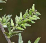 Image of taxon representative. Author is Вера Волкотруб
