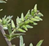 Salix brachypoda