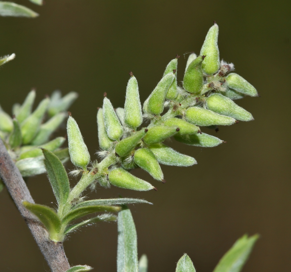 Изображение особи Salix brachypoda.