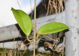 Hoya carnosa. Часть побега с придаточными корнями. Таиланд, о-в Пхукет, курорт Ката, территория гостиницы, в культуре. 09.01.2017.