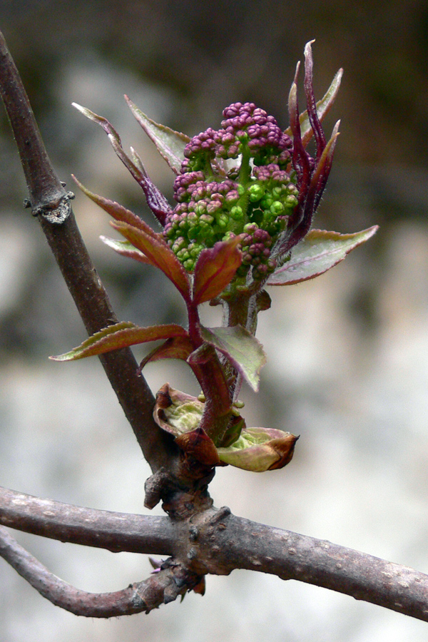 Image of Sambucus sibirica specimen.