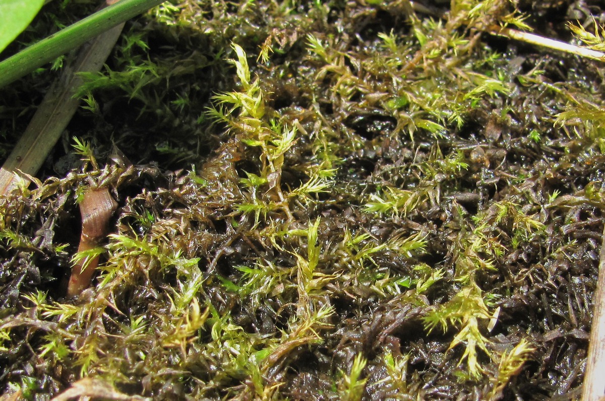 Image of genus Palustriella specimen.