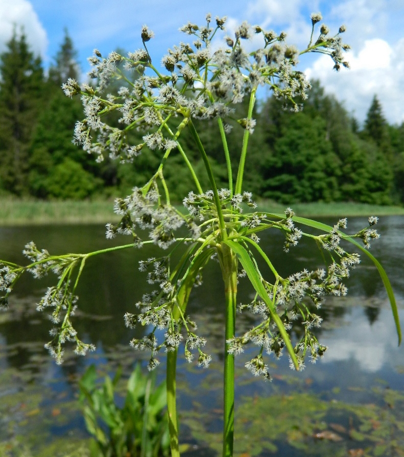 Изображение особи Scirpus sylvaticus.