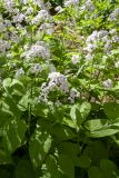 Lunaria rediviva. Верхушки побегов с соцветиями. Санкт-Петербург, ботанический сад БИН РАН, в культуре. 07.06.2017.