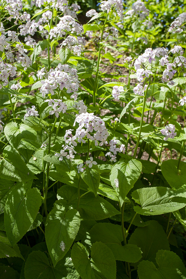 Изображение особи Lunaria rediviva.