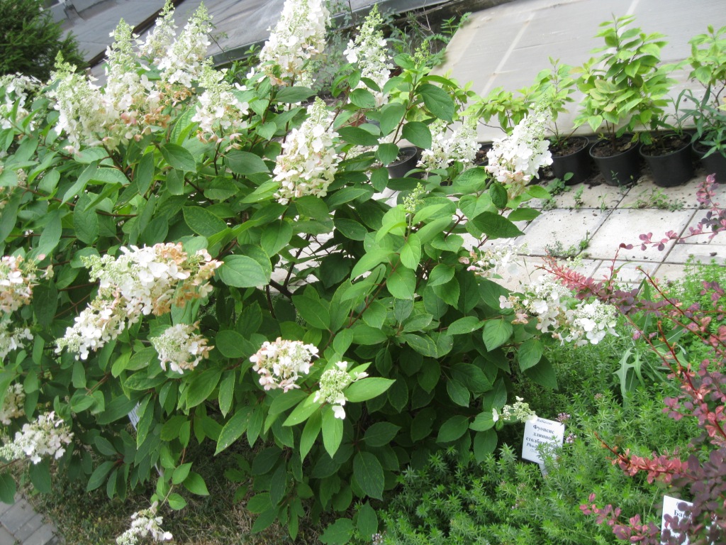 Image of Hydrangea paniculata specimen.