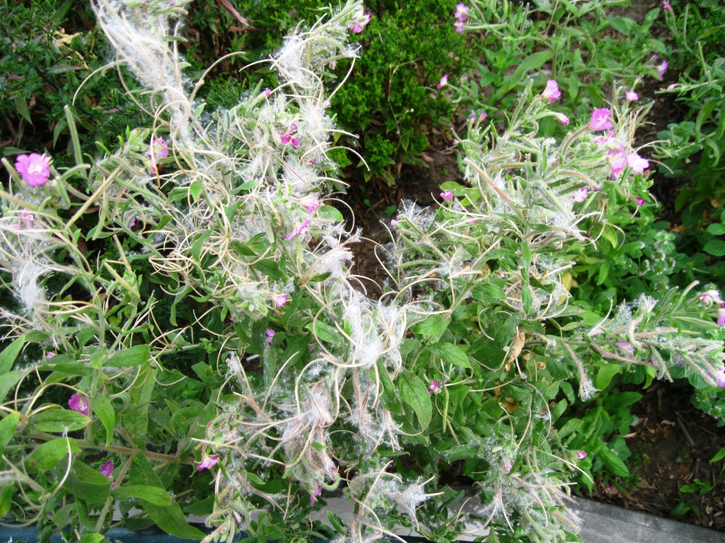 Image of Epilobium hirsutum specimen.