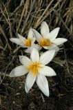 Colchicum kesselringii