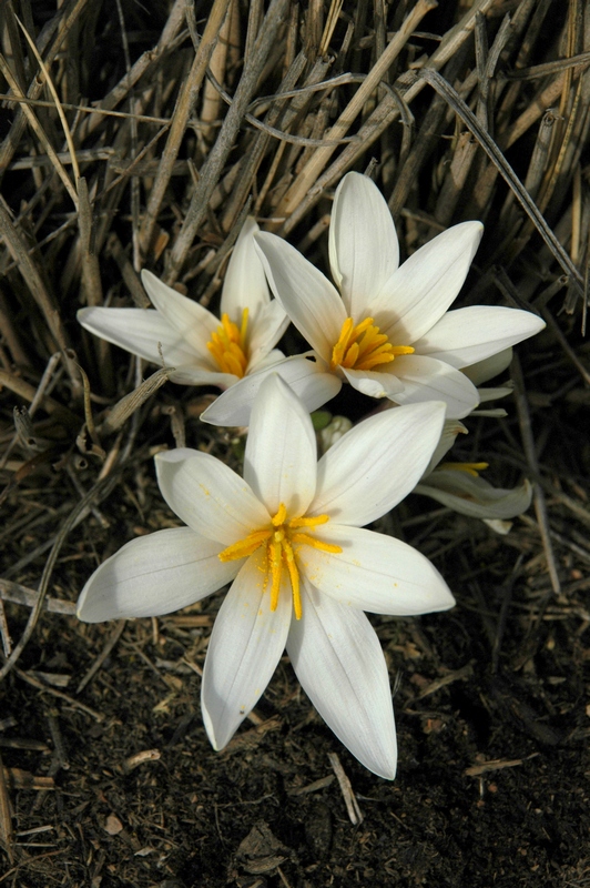 Изображение особи Colchicum kesselringii.