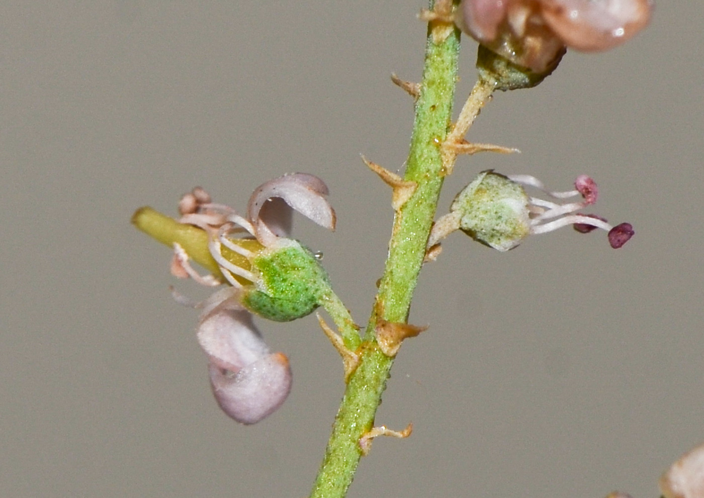 Image of Tamarix passerinoides specimen.