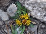 Inula rhizocephala. Цветущее растение. Таджикистан, Фанские горы, верховья р. Чапдара, ≈ 2800 м н.у.м., каменистый склон. 30.07.2017.