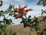 genus Rosa. Верхушка побега с соплодием. Южный Казахстан, Сырдарьинский Каратау, горы Улькунбурултау, ≈ 700 м н.у.м., под кроной вербы Salix excelsa у солоноватого родника Карабастау. 22 августа 2017 г.