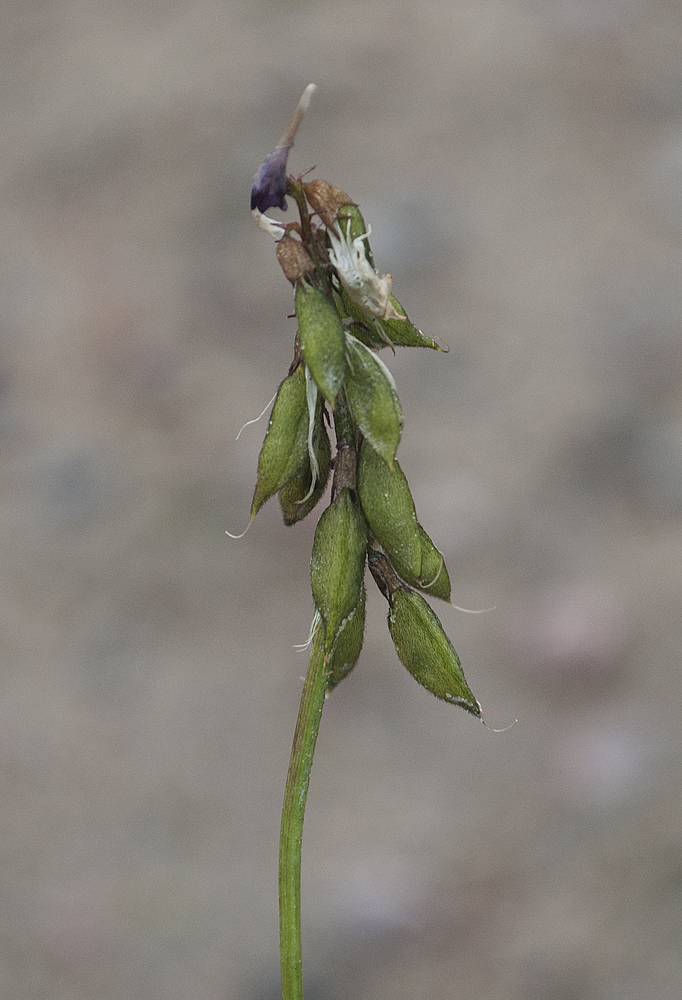 Изображение особи Astragalus subpolaris.