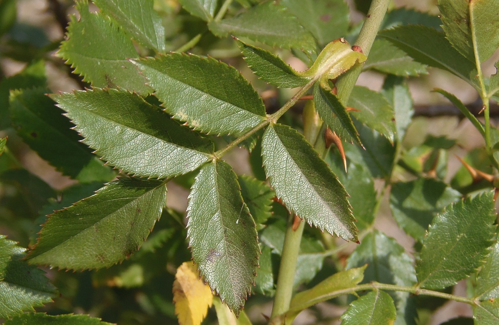 Image of genus Rosa specimen.