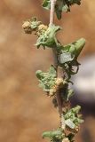 Atriplex ornata. Часть соцветия с формирующимися плодами. Узбекистан, г. Ташкент; остатки исторического памятника \"Актепа Чиланзарский\", оплывший лёссовый холм. 23.09.2017.
