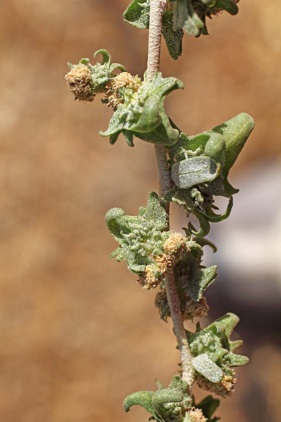 Image of Atriplex ornata specimen.