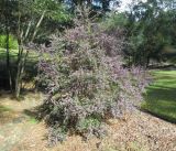 Hovea acutifolia