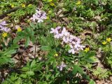 Cardamine quinquefolia