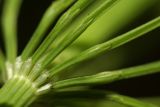 Equisetum &times; litorale