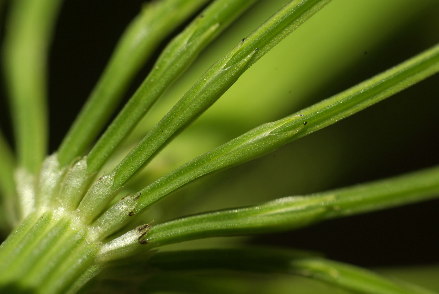 Изображение особи Equisetum &times; litorale.