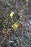 Linaria ruthenica