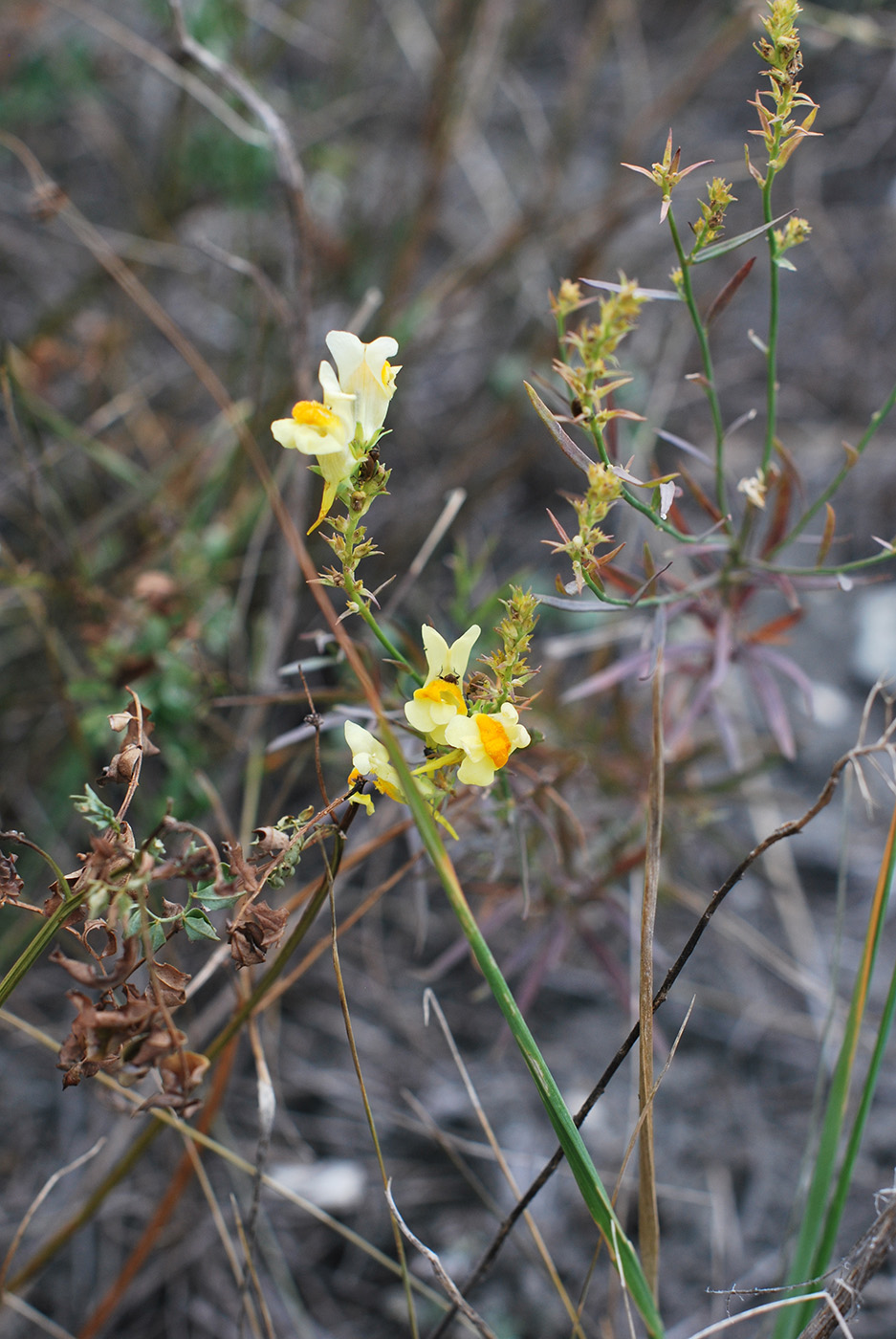 Image of Linaria ruthenica specimen.