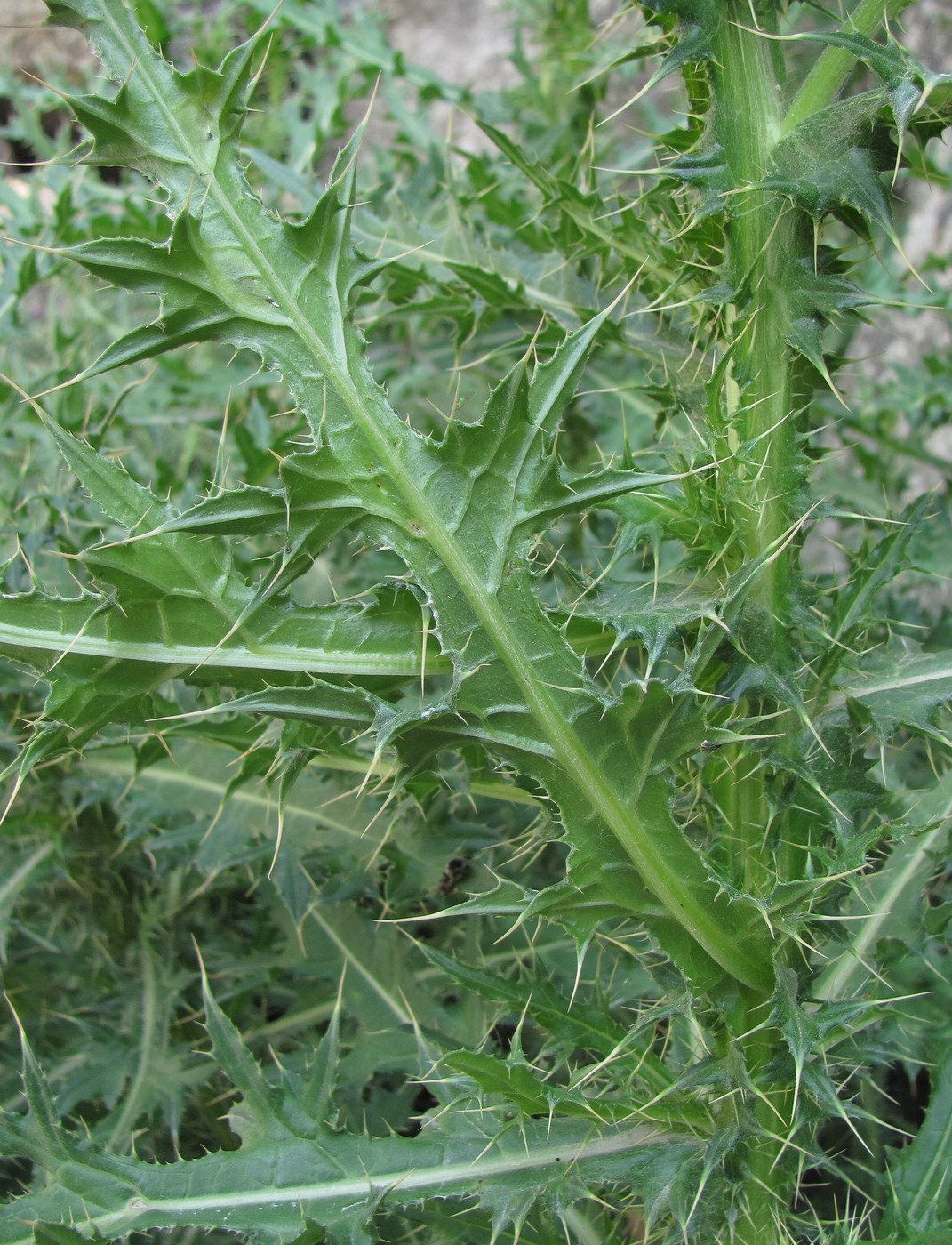 Image of Cirsium elbrusense specimen.