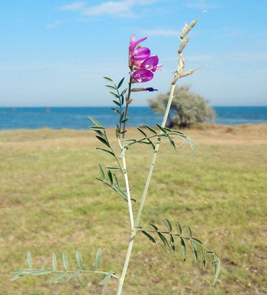 Image of Astragalus varius specimen.