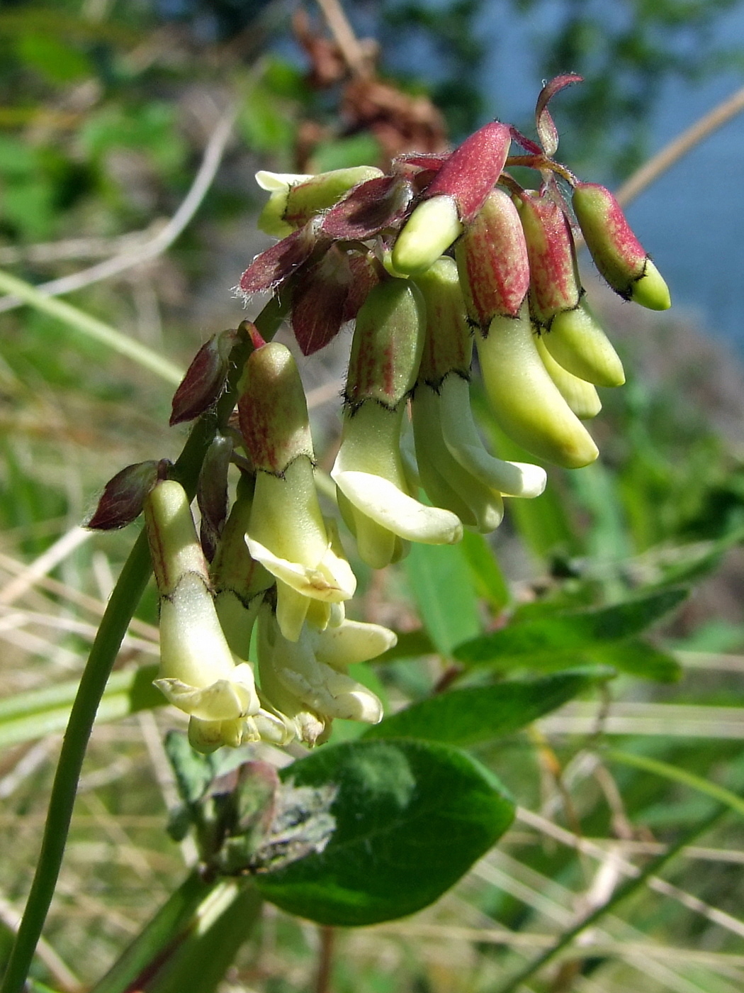 Изображение особи Astragalus frigidus.