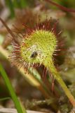 Drosera rotundifolia