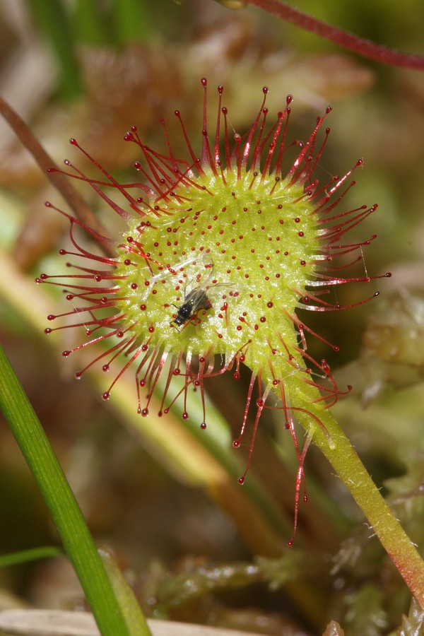 Image of Drosera rotundifolia specimen.