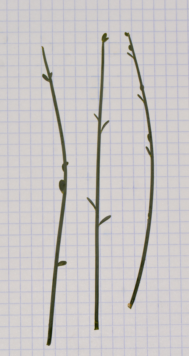 Image of Sisyndite spartea specimen.