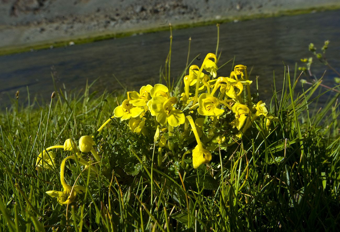 Изображение особи Pedicularis longiflora.