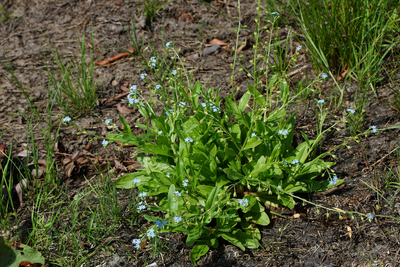 Изображение особи Myosotis cespitosa.