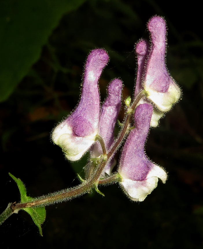 Image of Aconitum alboviolaceum specimen.