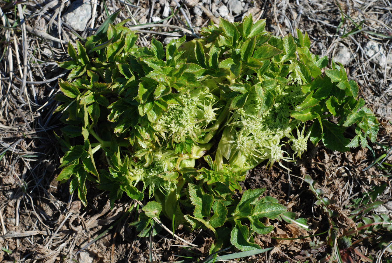 Image of Coelopleurum gmelinii specimen.