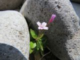 Epilobium anagallidifolium