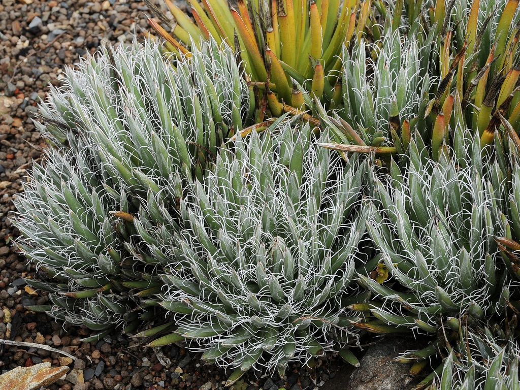 Image of Agave polianthiflora specimen.