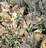 Narcissus tazetta