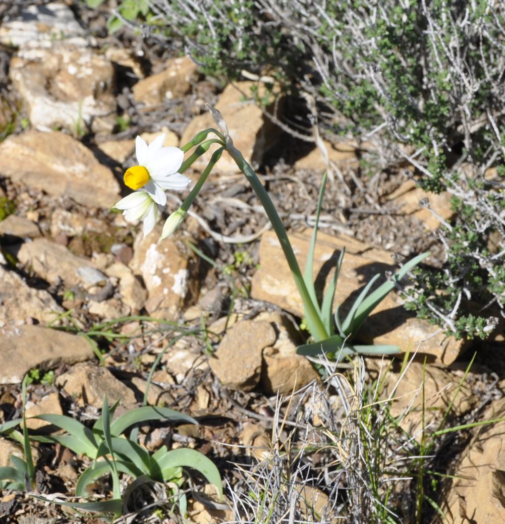 Image of Narcissus tazetta specimen.
